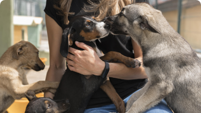 Meet the Rescue Dogs Behind Our Latest Designs